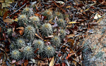 photo thumbnail #11