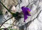 photo thumbnail #11