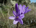 photo thumbnail #12