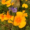 photo thumbnail #13