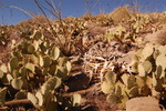photo thumbnail #12