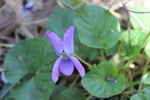 photo thumbnail #10
