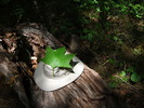 photo thumbnail #4