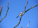 photo thumbnail #15