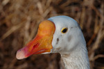 photo thumbnail #14