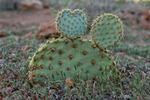 photo thumbnail #1