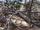 photo thumbnail #7