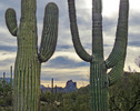 photo thumbnail #3
