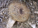 photo thumbnail #1