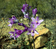 photo thumbnail #12