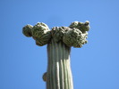 photo thumbnail #13