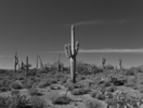 photo thumbnail #14