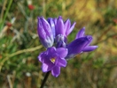 photo thumbnail #15
