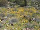 photo thumbnail #12