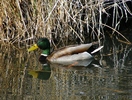 photo thumbnail #1