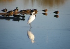 photo thumbnail #11