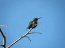 photo thumbnail #13