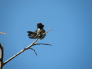 photo thumbnail #14