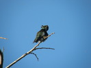 photo thumbnail #15