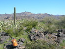 photo thumbnail #5