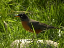 photo thumbnail #1
