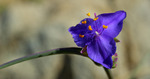 photo thumbnail #15