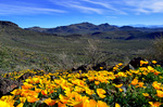 photo thumbnail #11