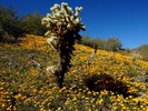 photo thumbnail #12