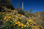 photo thumbnail #15