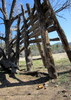 photo thumbnail #8