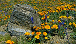 photo thumbnail #15