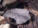 photo thumbnail #15