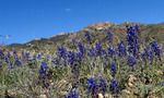 photo thumbnail #12