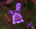photo thumbnail #13