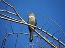 photo thumbnail #15