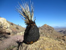 photo thumbnail #4