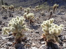 photo thumbnail #10