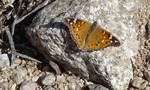 photo thumbnail #12