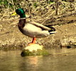 photo thumbnail #6