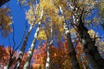photo thumbnail #10