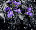 photo thumbnail #13