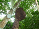 photo thumbnail #5