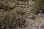 photo thumbnail #1