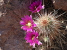 photo thumbnail #4