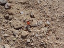 photo thumbnail #12