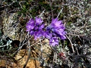 photo thumbnail #12