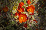 photo thumbnail #8