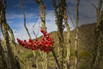 photo thumbnail #10