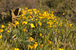 photo thumbnail #15