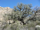 photo thumbnail #3